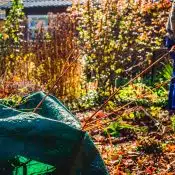 Common Yard Waste That Can Go In A Dumpster