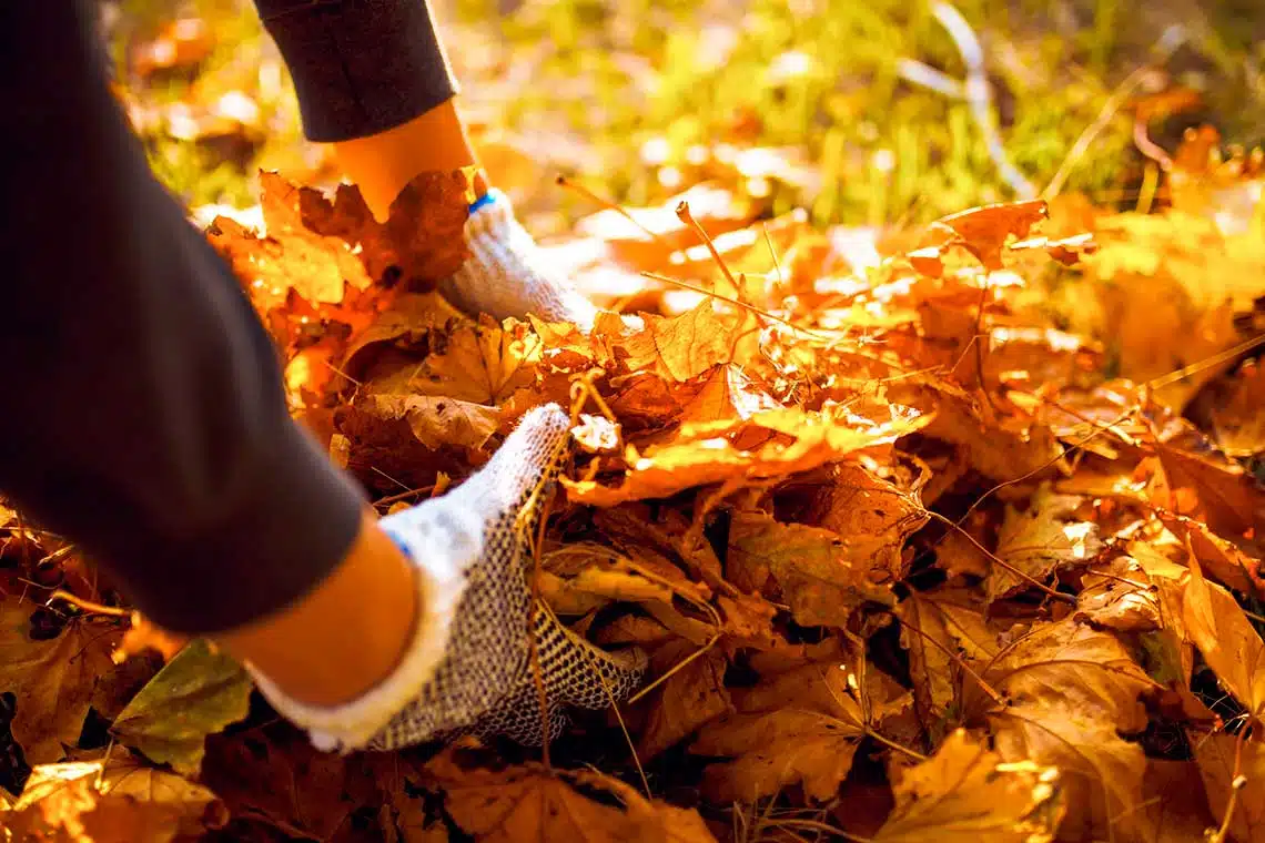 Roll-Off Dumpster Rental For Yard Waste